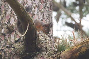 Un écureuil qui grimpe dans un pin