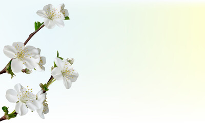 Fototapeta premium Blooming cherry. White spring flowers. Floral background. Sakura. Japanese cherry. Flowering branch. Beautiful vector illustration. Blue background.