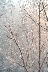 Fototapeta premium Frosty branches glimmering in morning light winter forest nature photography tranquil atmosphere close-up view