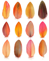 Fototapeta premium Colorful Feather Set Isolated on a Transparent Background