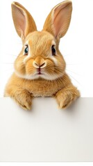 Obraz premium A charming little rabbit with soft, fluffy fur peers curiously over a blank sign that is set against a clean white background
