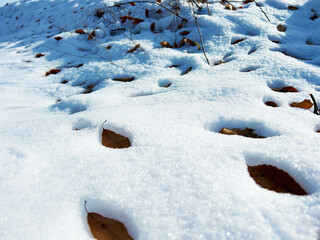 晴れた日の雪に埋もれる落ち葉