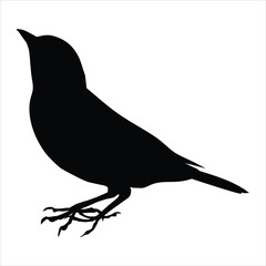 silhouette of a bird