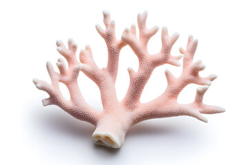 Obraz premium Coral isolated on white background