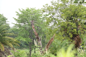 A Dead Tree in the middle of the forest.
The surrounding greenery thrives, a reminder of life's...