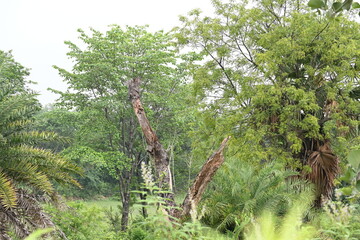 Fototapeta premium A Dead Tree in the middle of the forest. The surrounding greenery thrives, a reminder of life's ability to flourish even in the face of loss. Dry tree.
