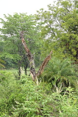 A Dead Tree in the middle of the forest.
The surrounding greenery thrives, a reminder of life's ability to flourish even in the face of loss. Dry tree.