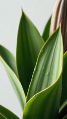 Close-up of yucca plant leaves with water droplets, macro, yucca, plant, green, nature