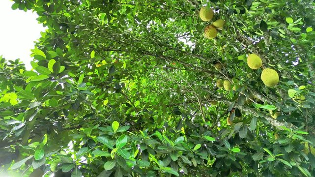 jackfruit tree
