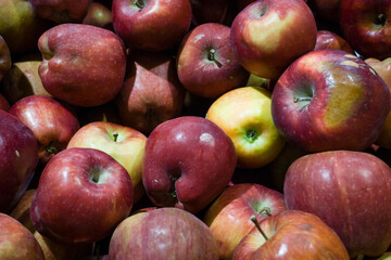 Collection of red and yellow apples, ripe and ready to enjoy. A burst of natural sweetness.