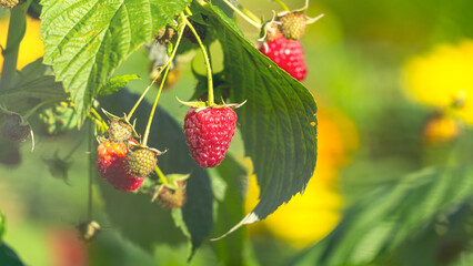 A bunch of red raspberries hanging from a tree. The raspberries are ripe and ready to be picked