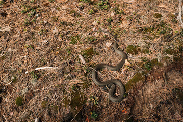 snake in the spring sunny forest