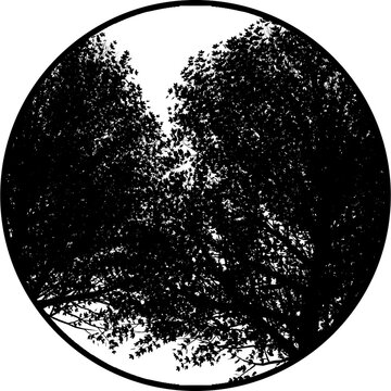 Gobos Light Dense Trees 