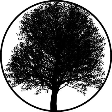 Gobos Light Tree black and white background