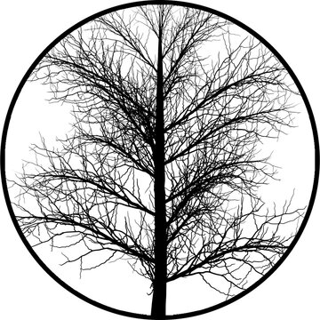 Gobos Tree with no Leaves