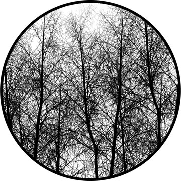 Gobos Light Forest Trees Without Leaves