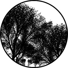 Dense Trees Gobos Light 