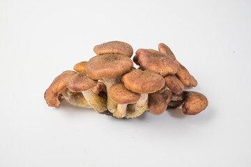 A group of honey mushrooms on a light background.