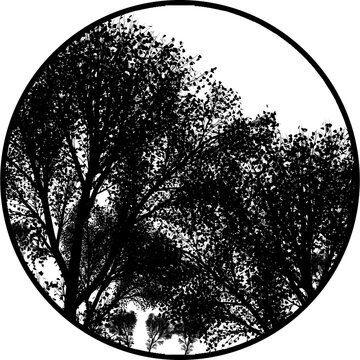 Dense Trees Gobos Light 