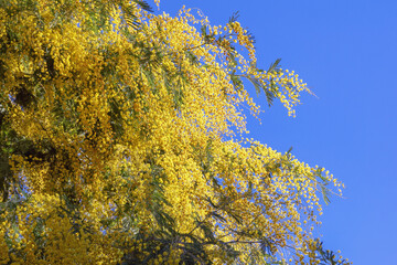 Bright yellow flowers against blue sky. Branches of flowering Acacia dealbata tree on sunny spring day