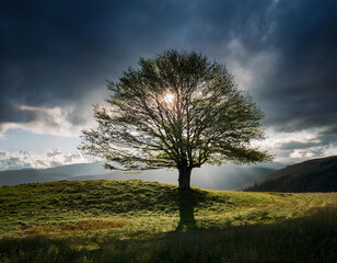 Alone tree stands on a grassy hill, silhouetted against a dramatic sky with the sun shining through its branches.
