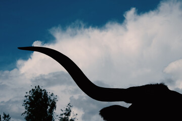 Obraz premium Texas longhorn cow silhouette of horn against cloud sky background.