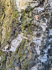 minimalistic background, close up photography of birch tree