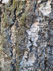 minimalistic background, close up photography of birch tree
