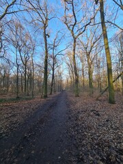 Naturpfad mit blauem Himmel, im Winter: Plänterwald in Berlin Treptow
