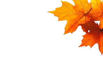 Fototapeta premium Graceful Autumn Maple Leaf