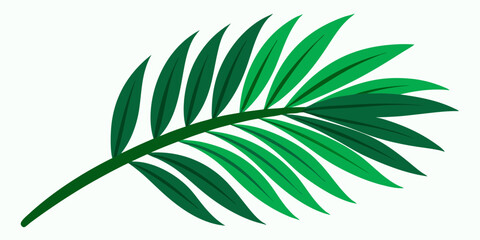 Tropical green palm leaf cut out, on white background.