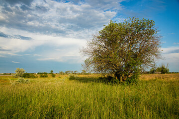 Graslandschaft