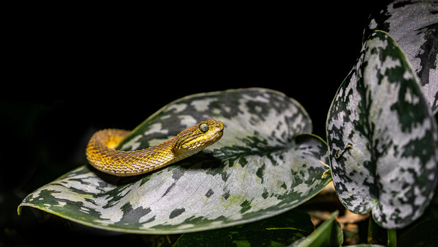 Buschviper