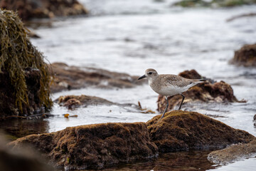 Black-bellied Plover walking along a rock