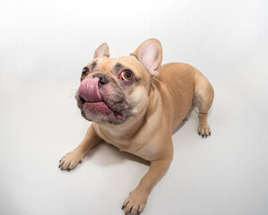 Red-colored French Bulldog on a white background