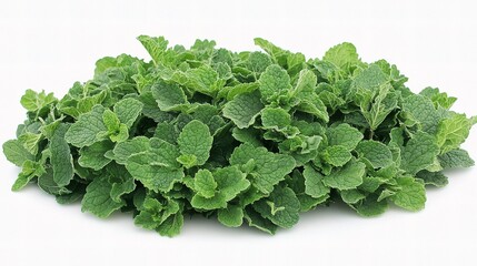 Fototapeta premium Fresh Mint Leaves Isolated on White Background for Culinary Use