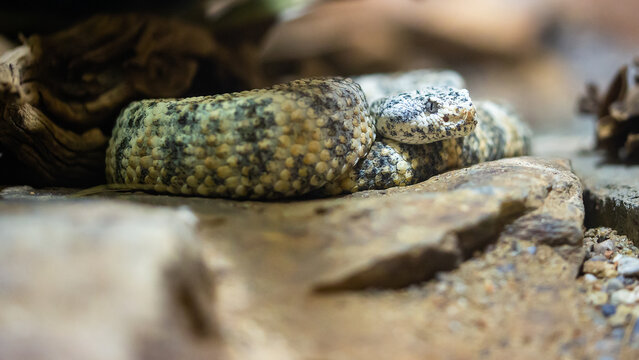 Gefleckte Klapperschlange_04