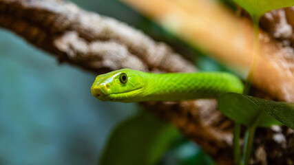 Grüne Mamba_05