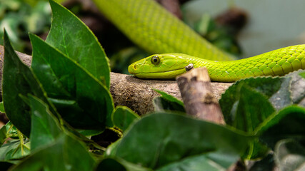 Grüne Mamba_04