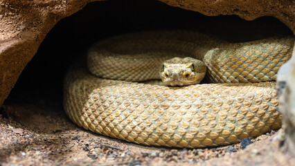 Hopi Klapperschlange