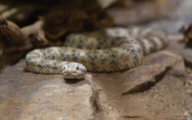 Gefleckte Klapperschlange_02