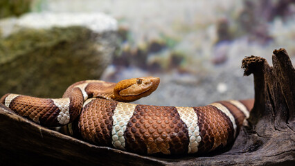 Copperhead_02