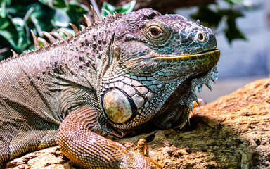 Grüner Leguan_02