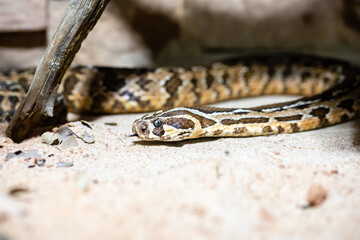 Pal&auml;stinaviper_01