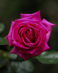 pink rose