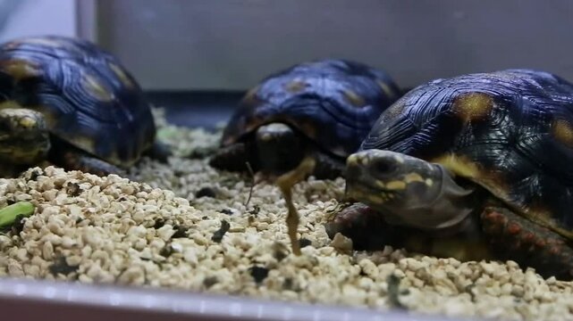 Baby Turtles in a clear aquarium cage