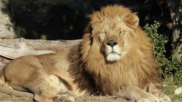 lion, en gros plan, couch&eacute; dans l'herbe.