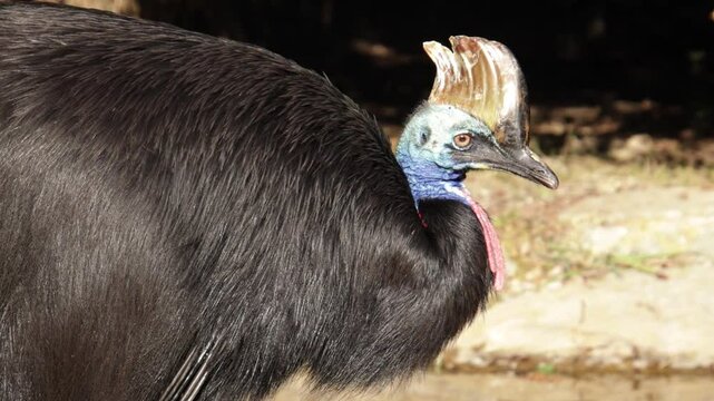 Casoar &agrave; casque, en gros plan, dans une parc animalier