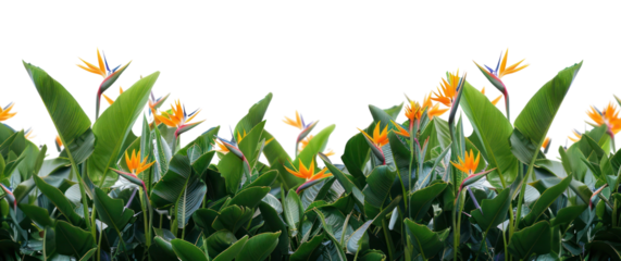 PNG Bird of paradise flowers vegetation asteraceae outdoors.