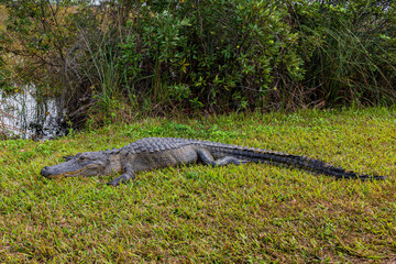 Plants and Animals in Everglades National park January 2025